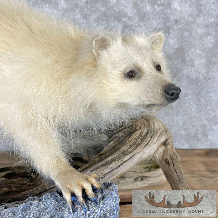 White Raccoon Life-Size Taxidermy Mount For Sale - Image 9