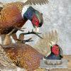 Ringneck Pheasant Taxidermy Bird Mount For Sale - Image 2
