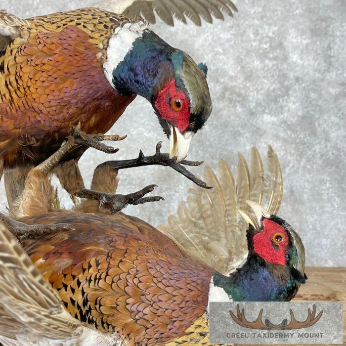 Ringneck Pheasant Taxidermy Bird Mount For Sale - Image 2