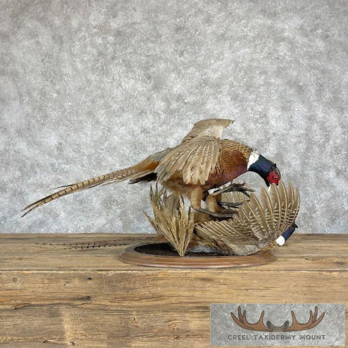 Ringneck Pheasant Taxidermy Bird Mount For Sale - Image 3