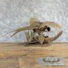 Ringneck Pheasant Taxidermy Bird Mount For Sale - Image 4