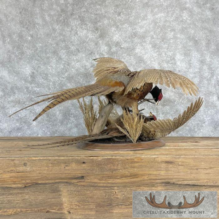 Ringneck Pheasant Taxidermy Bird Mount For Sale - Image 4