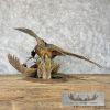 Ringneck Pheasant Taxidermy Bird Mount For Sale - Image 5