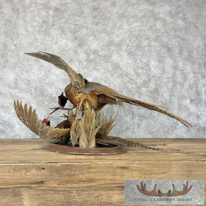 Ringneck Pheasant Taxidermy Bird Mount For Sale - Image 5