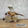 Ringneck Pheasant Taxidermy Bird Mount For Sale - Image 6