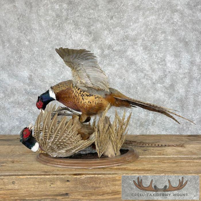 Ringneck Pheasant Taxidermy Bird Mount For Sale - Image 6
