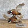 Ringneck Pheasant Taxidermy Bird Mount For Sale - Image 7