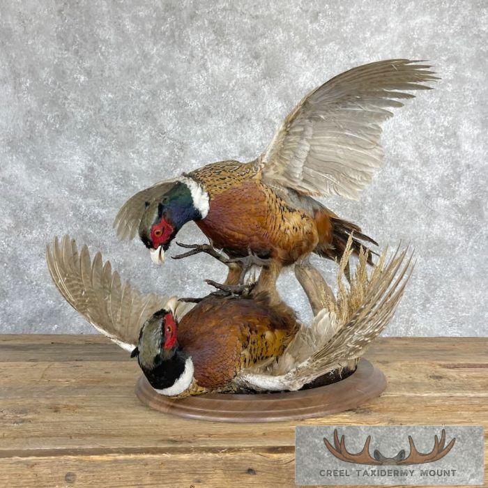 Ringneck Pheasant Taxidermy Bird Mount For Sale - Image 7