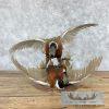 Ringneck Pheasant Taxidermy Bird Mount For Sale - Image 8