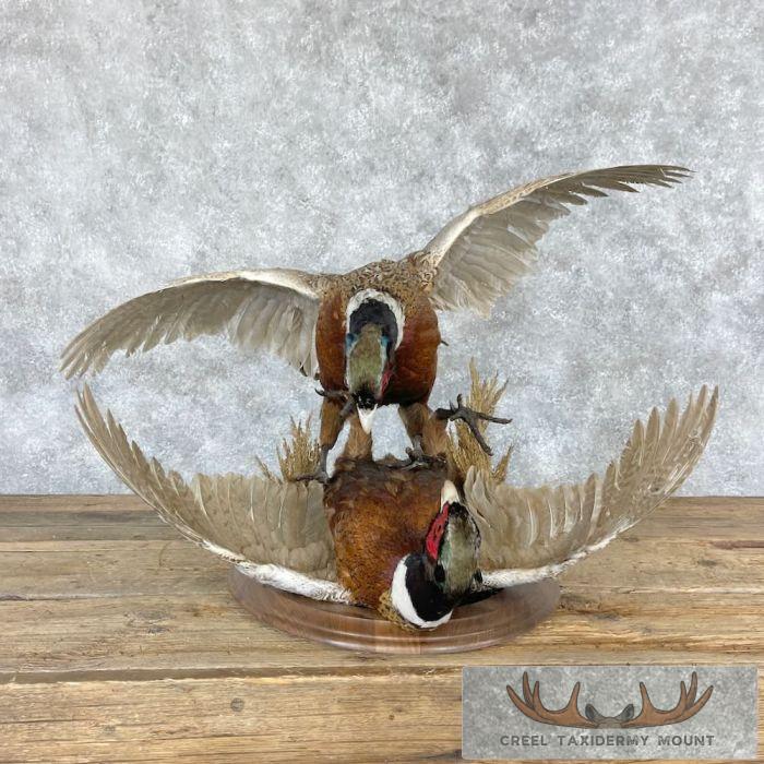 Ringneck Pheasant Taxidermy Bird Mount For Sale - Image 8