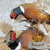 Ringneck Pheasant Taxidermy Bird Mount For Sale - Image 9