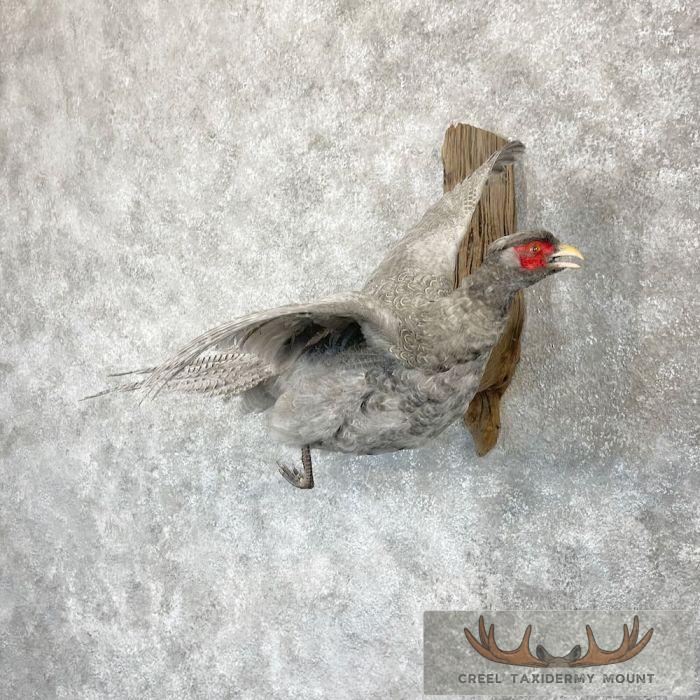 Abyssinian Pheasant Taxidermy Bird Mount For Sale - Image 2