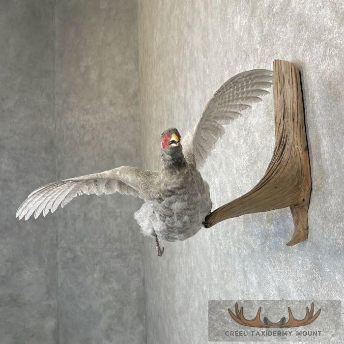 Abyssinian Pheasant Taxidermy Bird Mount For Sale - Image 3