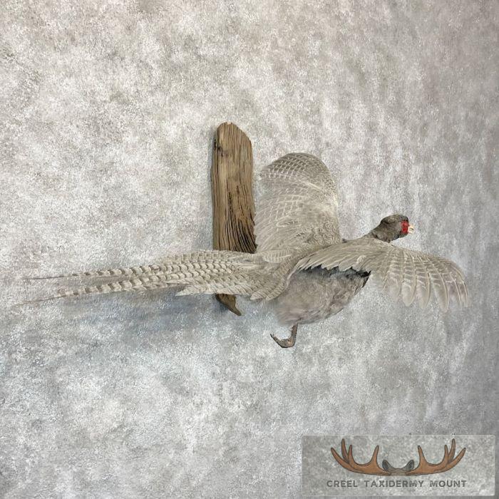 Abyssinian Pheasant Taxidermy Bird Mount For Sale - Image 4