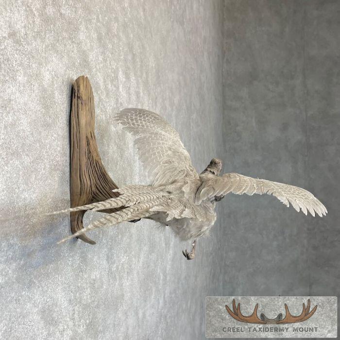 Abyssinian Pheasant Taxidermy Bird Mount For Sale - Image 5