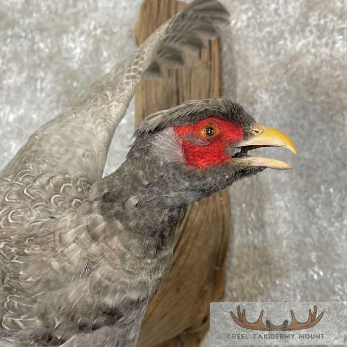 Abyssinian Pheasant Taxidermy Bird Mount For Sale - Image 6