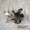 Wood Duck Pair Taxidermy Bird Mount For Sale - Image 2