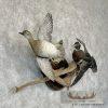 Wood Duck Pair Taxidermy Bird Mount For Sale - Image 4