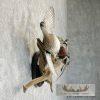Wood Duck Pair Taxidermy Bird Mount For Sale - Image 5
