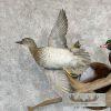 Wood Duck Pair Taxidermy Bird Mount For Sale - Image 6