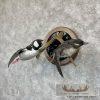 Bufflehead Pair Taxidermy Duck Mount For Sale - Image 2