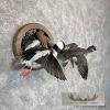 Bufflehead Pair Taxidermy Duck Mount For Sale - Image 4