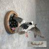 Bufflehead Pair Taxidermy Duck Mount For Sale - Image 5