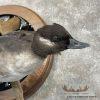 Bufflehead Pair Taxidermy Duck Mount For Sale - Image 6