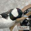 Bufflehead Pair Taxidermy Duck Mount For Sale - Image 7