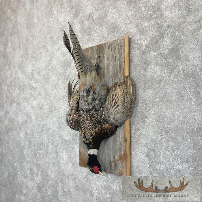 Ringneck Pheasant Taxidermy Bird Display For Sale - Image 2