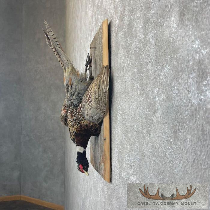 Ringneck Pheasant Taxidermy Bird Display For Sale - Image 3