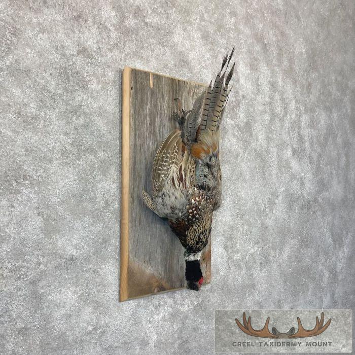 Ringneck Pheasant Taxidermy Bird Display For Sale - Image 4