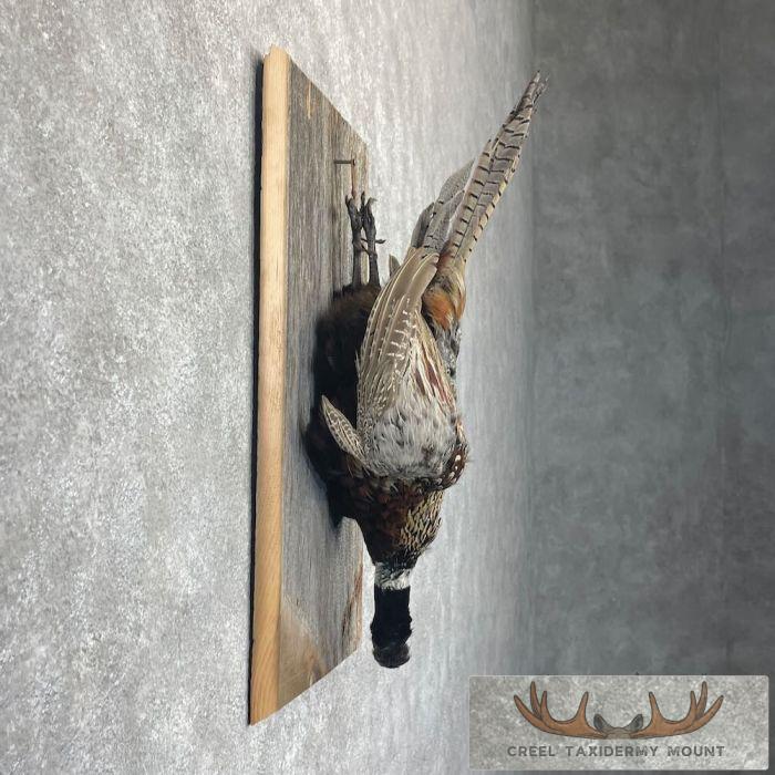 Ringneck Pheasant Taxidermy Bird Display For Sale - Image 5