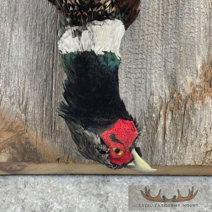 Ringneck Pheasant Taxidermy Bird Display For Sale - Image 6