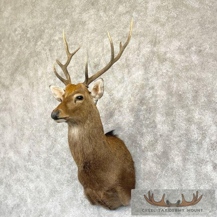 Japanese Sika Deer Shoulder Mount For Sale - Image 2