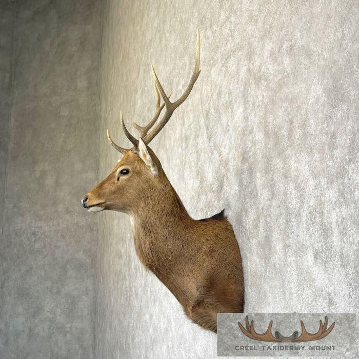 Japanese Sika Deer Shoulder Mount For Sale - Image 3