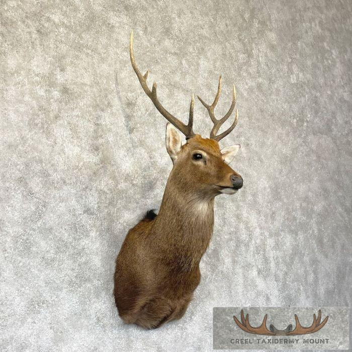 Japanese Sika Deer Shoulder Mount For Sale - Image 4