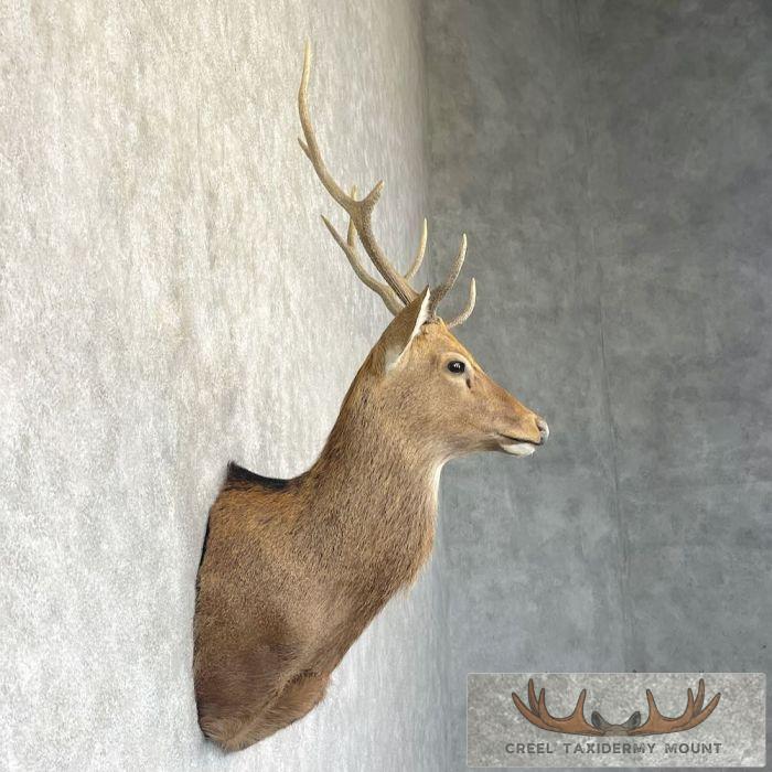 Japanese Sika Deer Shoulder Mount For Sale - Image 5