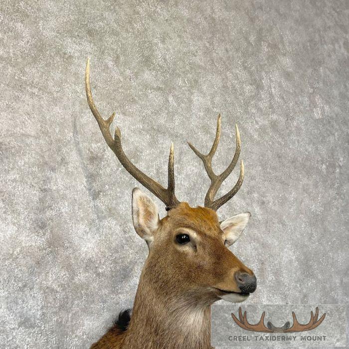 Japanese Sika Deer Shoulder Mount For Sale - Image 6