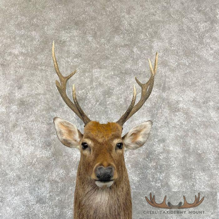 Japanese Sika Deer Shoulder Mount For Sale - Image 7