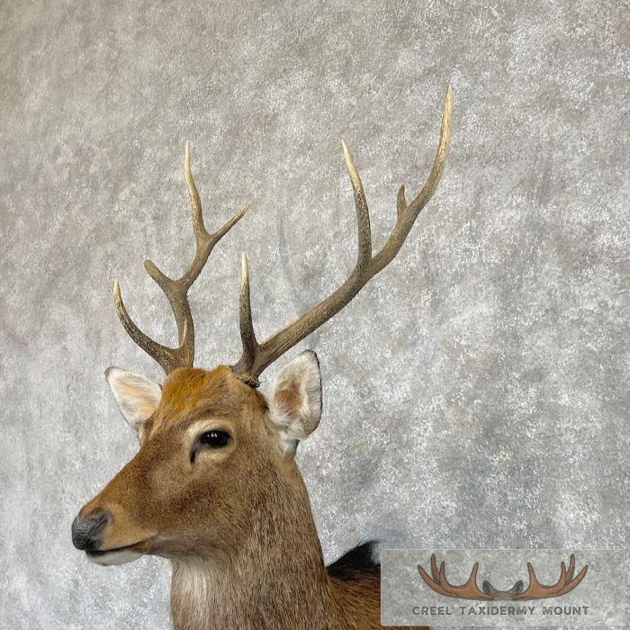 Japanese Sika Deer Shoulder Mount For Sale - Image 8