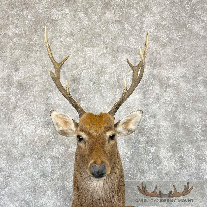 Japanese Sika Deer Shoulder Mount For Sale - Image 9