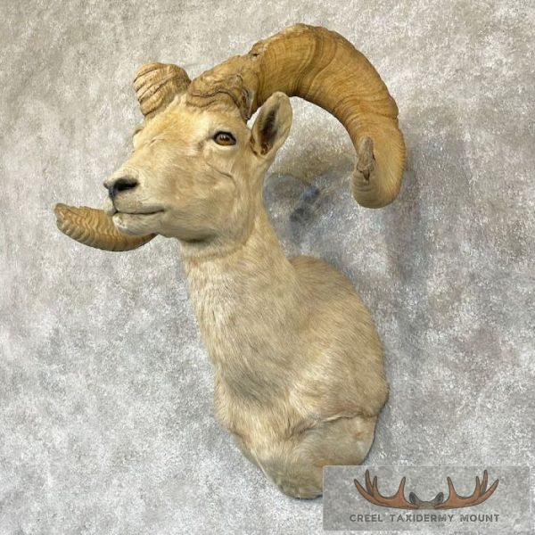 Desert Bighorn Sheep Ram Head Taxidermy Shoulder Mount For Sale - Image 2