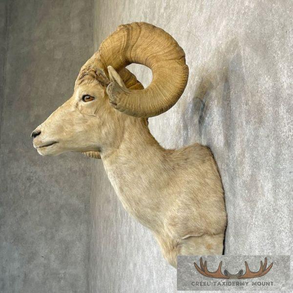 Desert Bighorn Sheep Ram Head Taxidermy Shoulder Mount For Sale - Image 3