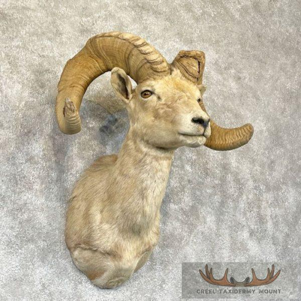 Desert Bighorn Sheep Ram Head Taxidermy Shoulder Mount For Sale - Image 4