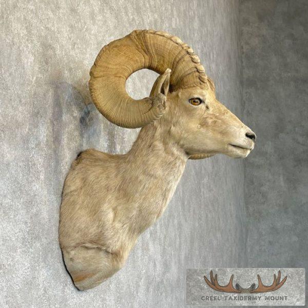 Desert Bighorn Sheep Ram Head Taxidermy Shoulder Mount For Sale - Image 5
