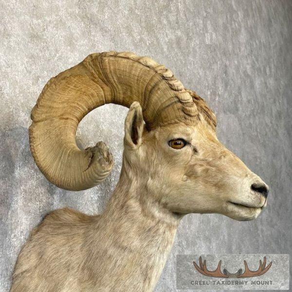 Desert Bighorn Sheep Ram Head Taxidermy Shoulder Mount For Sale - Image 6