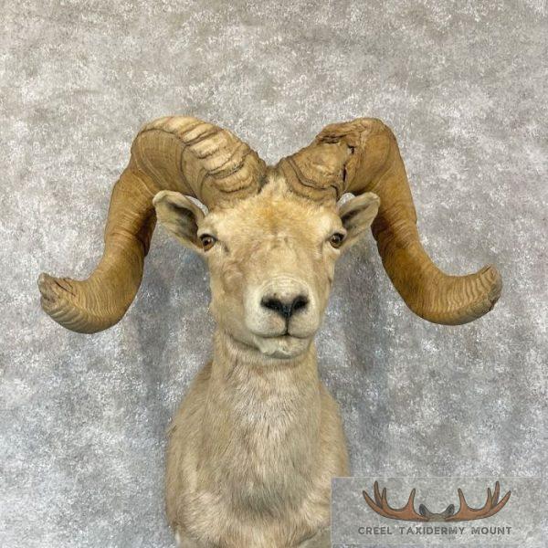 Desert Bighorn Sheep Ram Head Taxidermy Shoulder Mount For Sale - Image 7