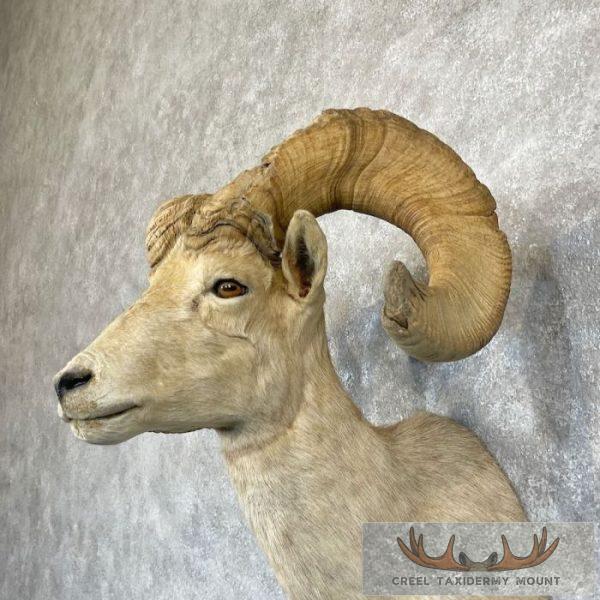 Desert Bighorn Sheep Ram Head Taxidermy Shoulder Mount For Sale - Image 8