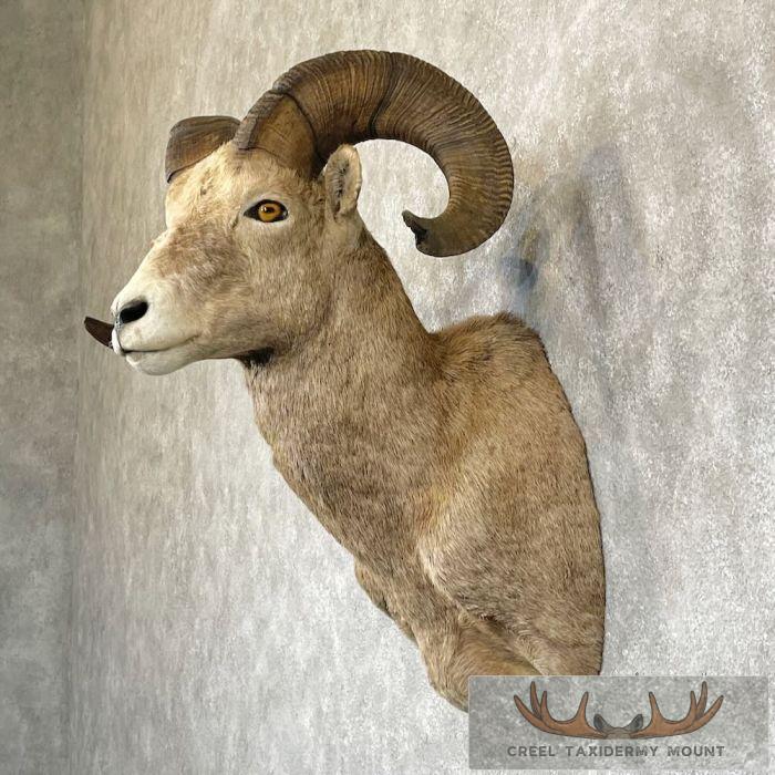 Rocky Mountain Bighorn Sheep Taxidermy Shoulder Mount For Sale - Image 3